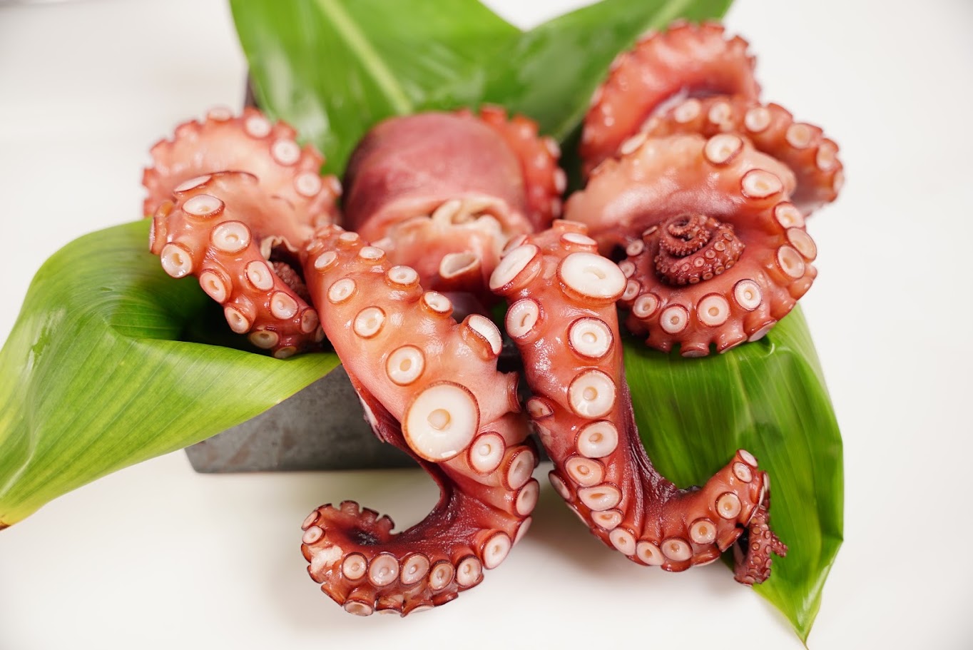 Steamed Octopus (Madako Tako) - Whole