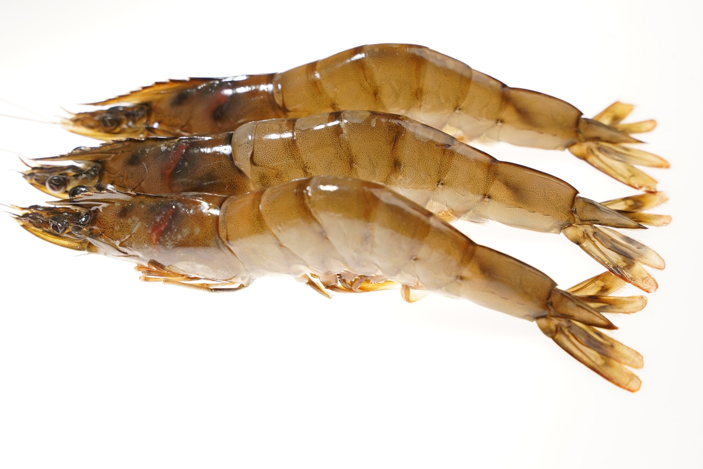 Kauai saltwater sweet prawns, The Ahi Club