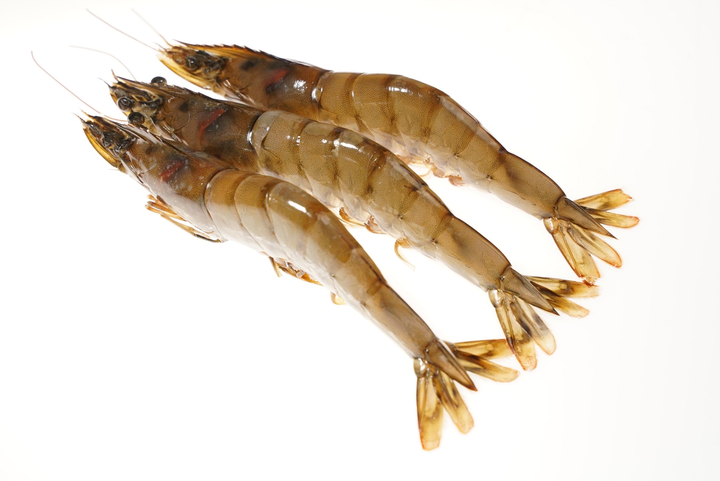 Kauai saltwater sweet prawns, The Ahi Club