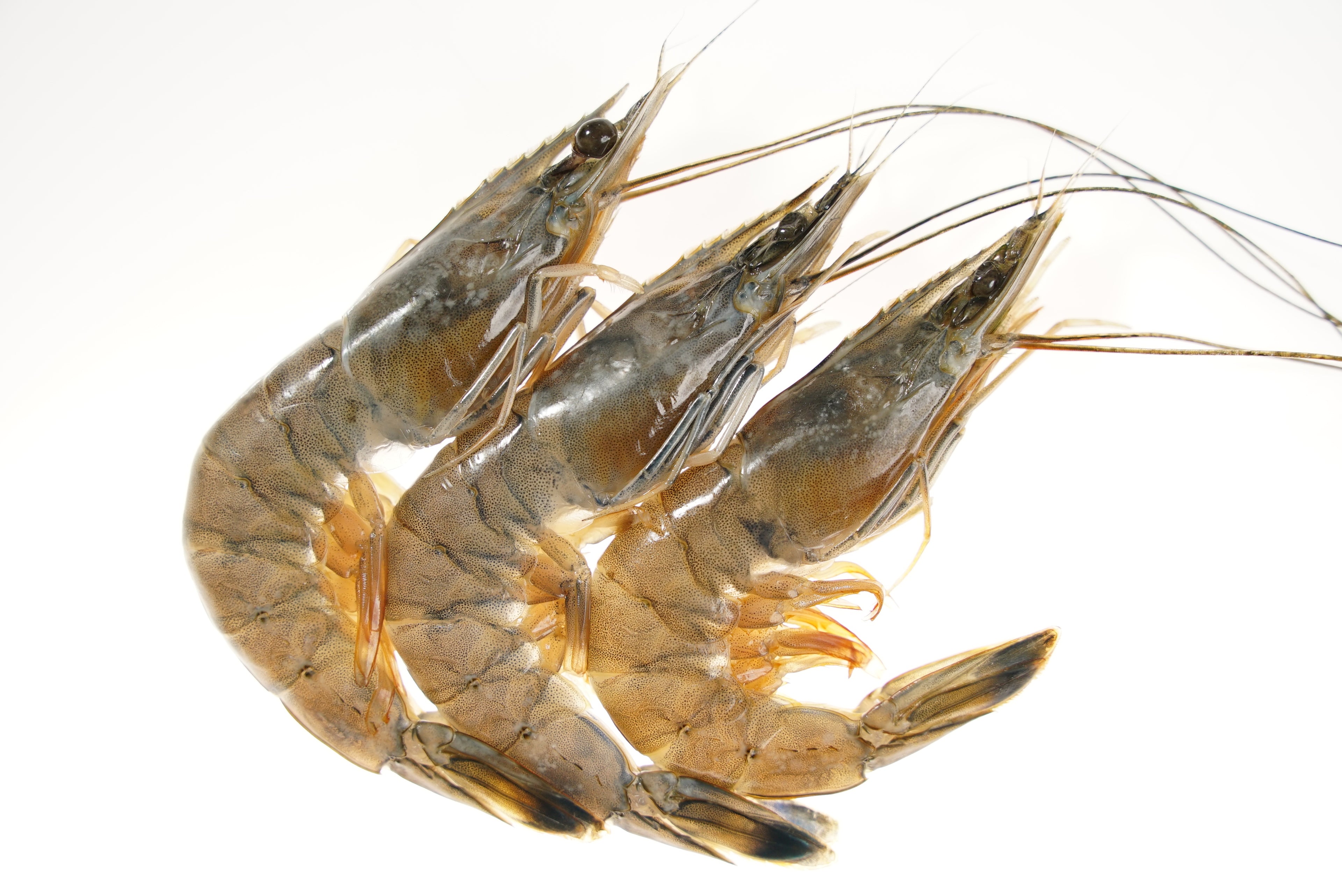 Kauai Sweet Prawns U6/8