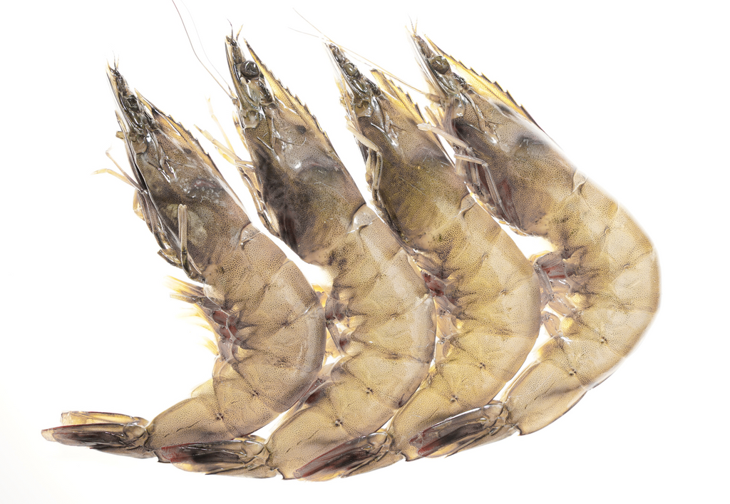 Kauai Sweet Prawns U6/8