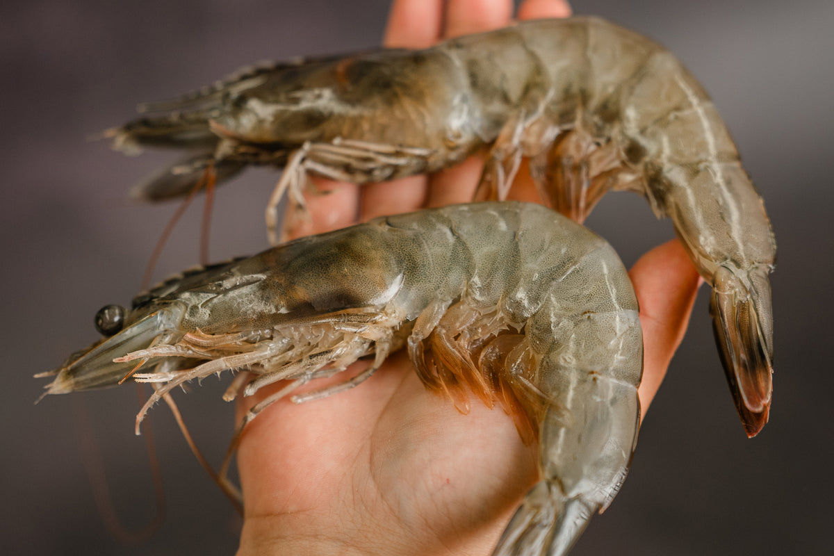 Kauai Sweet Prawn U6 Reserve