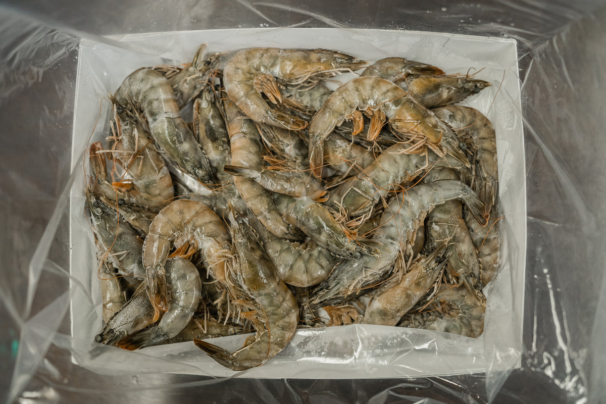 Kauai Sweet Prawn U6 Reserve