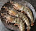 Kauai Sweet Prawn U6 Reserve