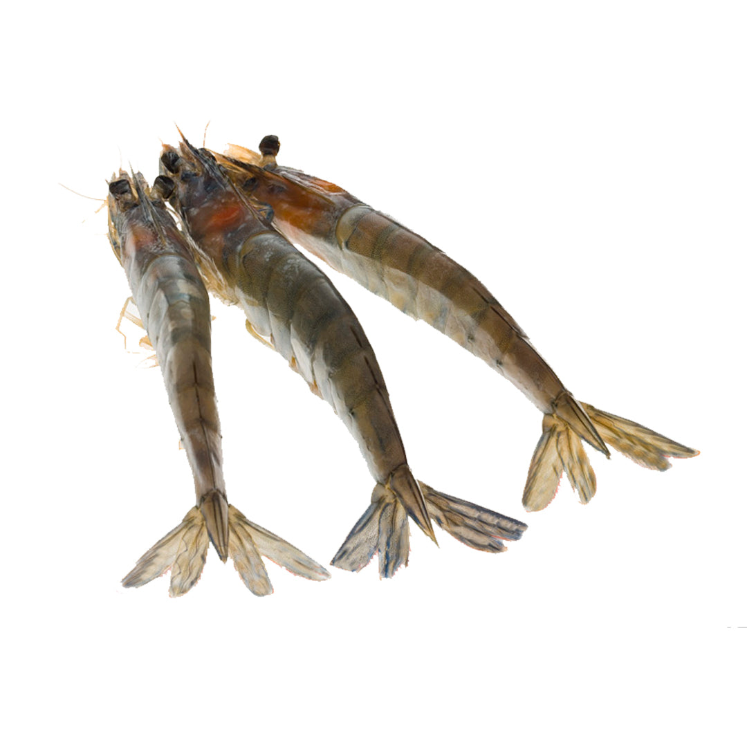 Kauai saltwater sweet prawns, The Ahi Club