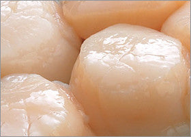 Sashimi grade U-10 sea scallops, Ahi Club